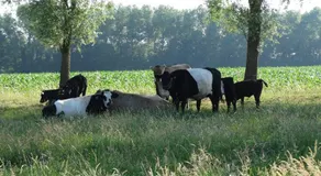 De Erfdijk - Image 5