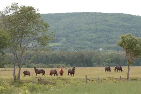 Cape Breton Highlands Cabins - Image 5