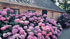 Onder De Appelboom - Image 5