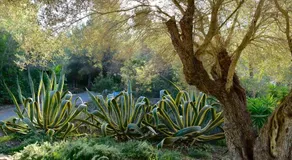 Villa Coll Des Cocons - Image 5