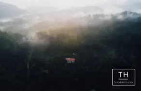 Tea Heights - Image 3