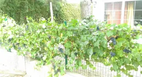 Suita u Toma - Image 2