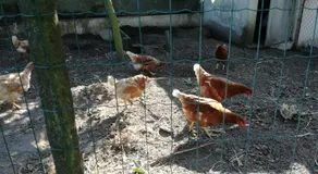 Casa do Riacho - Image 3