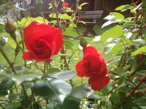 Pension Rosemarie - Image 5