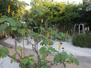 Natur Aruba Deluxe Apartments - Image 5