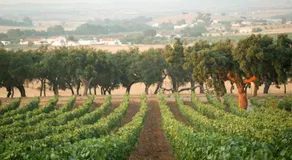 Monte do Ravasco Country House - Image 3