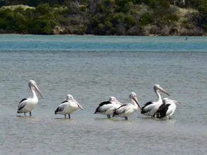 Pelican Bay Bed and Breakfast - Image 5