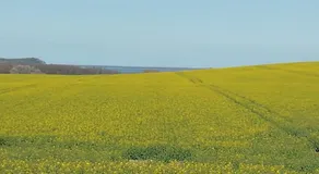 Nahe bei Störti - Image 3