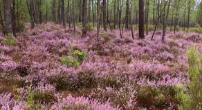 Escale sous les pins - Image 3