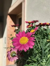 Giardino Alla Torre - Image 3