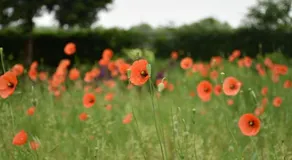 Beeldend Buiten - Image 4