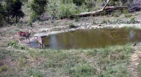 The Mint Nest Resort Corbett - Image 5