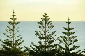 Indian Ocean Paradise - Image 4