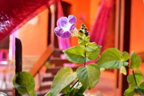 Casa Mangarosa - Image 2