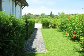 Ravenala - Image 5