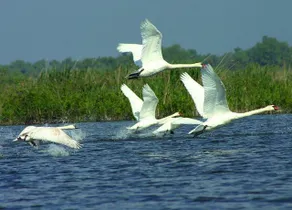 Cormoran Resort - Image 5