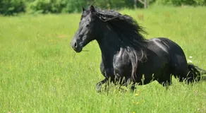 Gite Equestre Domaine des Crins - Monpazier - Image 5