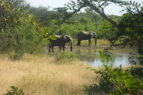 Silonque Bush Estate - Image 3