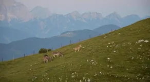 Fewo Martiner - Image 4