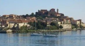 Pino mono - Image 5