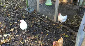 Crossways Self-Catering Cottage - Self Contained - Image 2