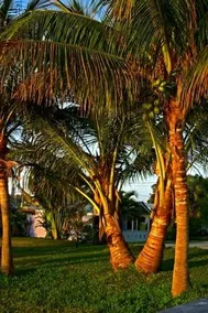 River Palms Cottages and Fish Camp - Image 3