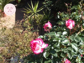Cortile Delle Rose - Image 5