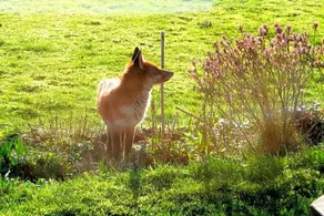 Horsna Parc Retreat - Image 3