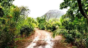 Jungle Safari Resort & Holiday Villa - Image 3