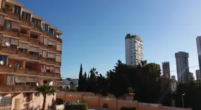 Mimosas - Image 4