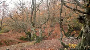 La Romerosa - Image 2