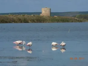Cabras Vacanze - Image 5