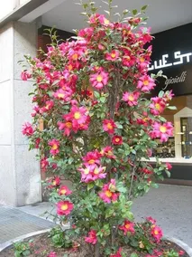B&B "Il Viandante" - Image 2
