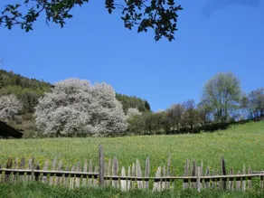 Pension Steigerhof - Image 5