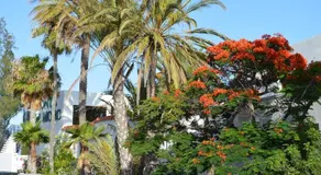 The Cliff Maspalomas - Image 2