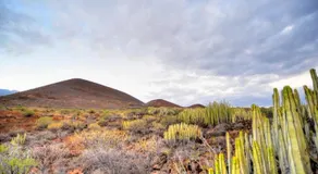 Naturaleza Viva - Image 3