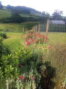 East Dunster Deer Farm B&B - Image 2