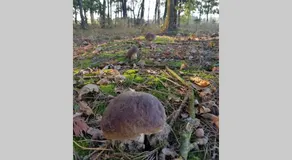 Sosnowe Widoki - Nowe Miasto nad rzeka Sona - Dom całoroczny - Image 4