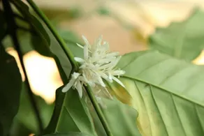 Hotel Sevana Agro - Image 3