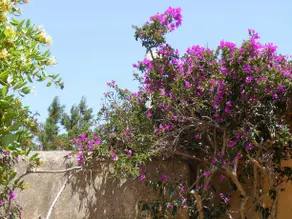 Sol Y Brisa - Image 5