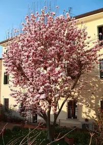 B&B La Magnolia - Image 2