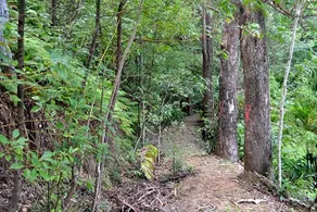 Turmeric Gardens - Image 3