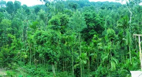 Honeyrock Homestay - Image 5