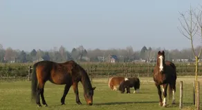 't Zwaluwennest - Image 5