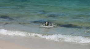 Close To The Myall River - Pet Welcome - Image 4