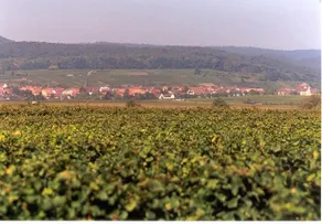 Land-gut-Hotel Schweigener Hof - Image 5