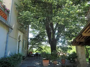 Le Vieux Tilleul - Image 2