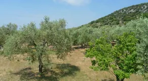 Lonely House - Image 5