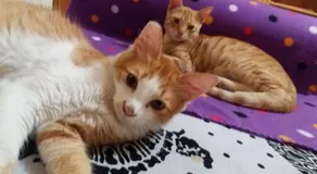 Fur, Purr & Pool - Image 2