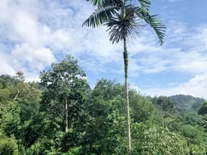 Bukit Tinggi 7Dayzzz guesthouse - Image 2